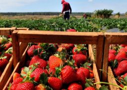 Ácaros predadores para o controle biológico nas culturas de morango e flores reduze em até 80% uso de acaricidas