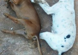 Caso de cachorros encontrados mortos em Rio Paranaíba intrigam a população