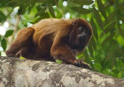 Macacos são encontrados com suspeita de febre amarela em Patos de Minas