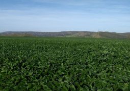 Em fase de enchimento de grãos, lavouras de soja de Minas Gerais ainda precisam de chuvas