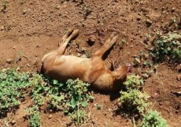 Após uma semana, caso de possível chacina de cães em Abaeté dos Venâncios, segue causando revolta em população