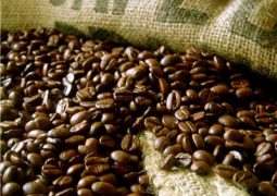 Chuvas favorecem lavouras de café no interior de Minas Gerais