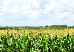 Agricultor atinge 300 sacas de milho por hectare com irrigação inteligente