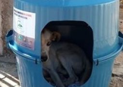 Cães de rua de São Gotardo, Guarda dos Ferreiros e Rio Paranaíba ganham casinhas para se protegerem. Ajude a cuidar!