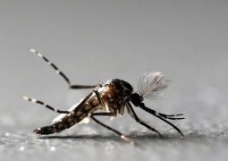 95 brasileiros morreram por dengue, zika ou chikungunya entre janeiro e julho de 2018