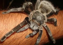 Pesquisadores brasileiros desenvolvem analgésico a partir de substância extraída de aranha