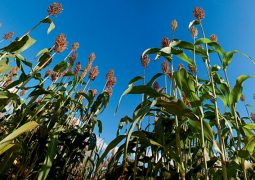 Cultivo do sorgo sem cloro é a melhor solução na produção de etanol