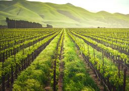 Verde: mais de uma década de investimentos rumo a uma agricultura mais sustentável e nutritiva