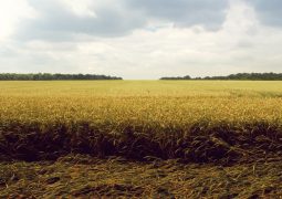 Salinidade do solo: uma ameaça aos microrganismos e à produtividade agrícola