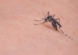 Casos prováveis de dengue, zika e chikungunya aumentam no Triângulo e Alto Paranaíba em 2019
