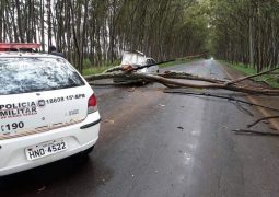 Motorista percebe eucalipto caindo, tenta evitar incidente, mas carro acaba sendo atingido em cheio em Carmo do Paranaíba