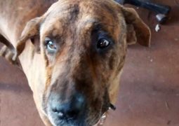 Não é frescura: Cachorro infarta e morre durante queima de fogos de artifício em São Gotardo