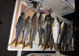 Pesca ilegal em município de São Gotardo causa a prisão de 03 pessoas e multa de mais de 50 mil reais para cada um dos detidos