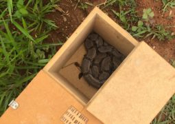 Bombeiros capturam Jiboia no quintal de residência em Ibiá