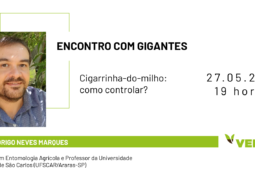 ENCONTRO COM GIGANTES: Aprenda estratégias para controlar a cigarrinha-do-milho