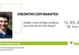 Como mitigar os danos da geada nas culturas de ciclo longo?