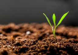 Dia do solo: o protagonismo do agronegócio na garantia do futuro do planeta
