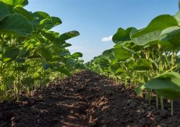 Novas práticas agrícolas podem proteger as lavouras de fenômenos climáticos extremos como secas e excesso de chuvas