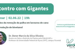 Entenda os impactos da remoção da palha em lavouras de cana na produção de bioetanol