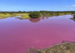 Estresse ambiental: lago fica cor-de-rosa devido ao excesso de sal, no Havaí