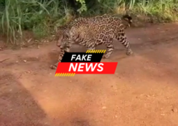 FAKE NEWS: Vídeo divulgado sobre onça em zona rural de São Gotardo é mentira