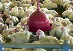 Governo do Estado de Minas Gerais confirma caso de gripe aviária e decreta estado de emergência animal