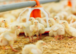 Primeiro caso de gripe aviária em granja comercial do Brasil é detectado no RS, segundo Ministério da Agricultura