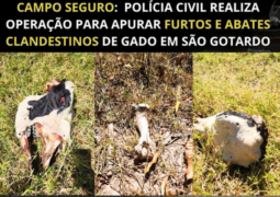 Polícia Civil realiza Operação para apurar furtos e abates clandestinos de gado em São Gotardo-MG. Um homem foi preso