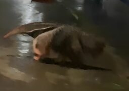 Tamanduá-bandeira surpreende moradores ao caminhar por ruas de São Gotardo