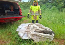 Bombeiros capturam tamanduá-bandeira em empresa de São Gotardo e realizam soltura segura do animal