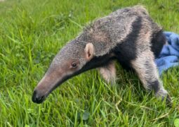 Tamanduá-bandeira é encontrado morto após atropelamento em Tiros; filhote é resgatado com vida